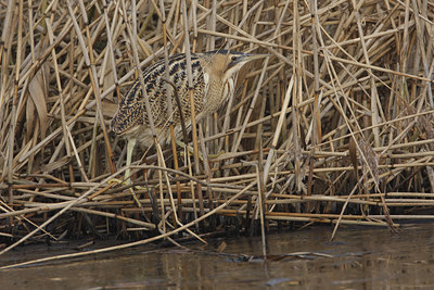 BUITEN BEELD Foto: 46996