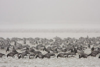 BUITEN BEELD Foto: 47033