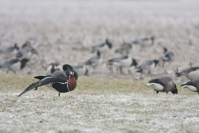 BUITEN BEELD Foto: 47046