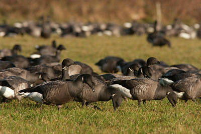 BUITEN BEELD Foto: 47057