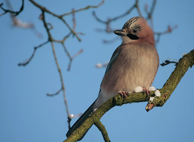 BUITEN BEELD Foto: 47078