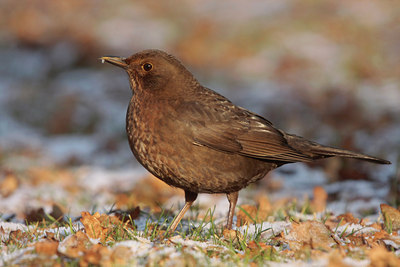 BUITEN BEELD Foto: 47086