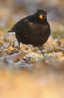 BUITEN BEELD Foto: 47087