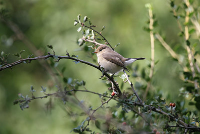 BUITEN BEELD Foto: 47091