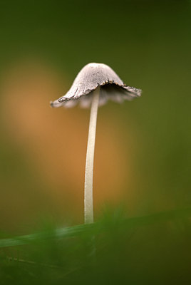 BUITEN BEELD Foto: 47099