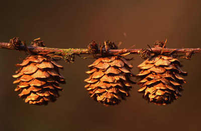 BUITEN BEELD Foto: 47103