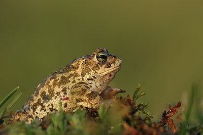 BUITEN BEELD Foto: 47151