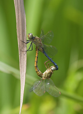 BUITEN BEELD Foto: 47175