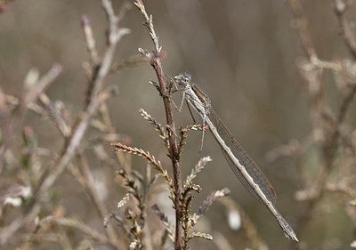 BUITEN BEELD Foto: 47177