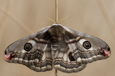 BUITEN BEELD Foto: 47183