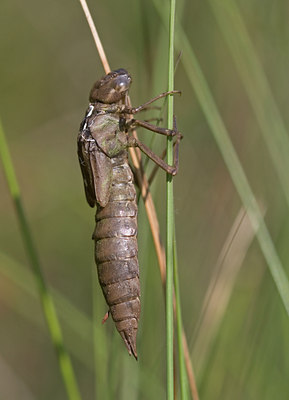 BUITEN BEELD Foto: 47185