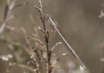 BUITEN BEELD Foto: 47208