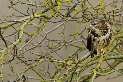 BUITEN BEELD Foto: 47229