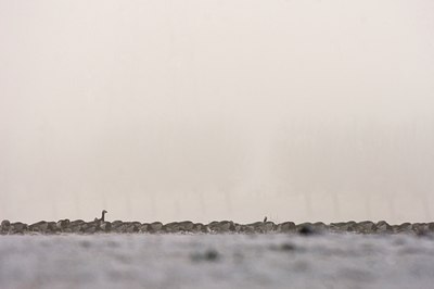 BUITEN BEELD Foto: 47271