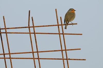 BUITEN BEELD Foto: 47281
