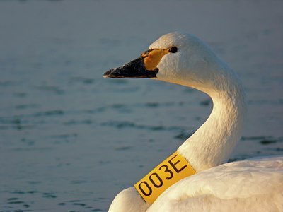 BUITEN BEELD Foto: 47286