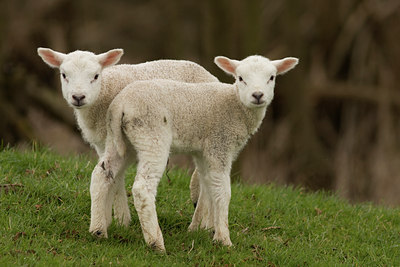 BUITEN BEELD Foto: 47292