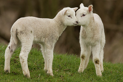 BUITEN BEELD Foto: 47293