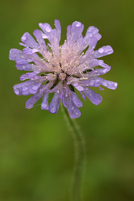 BUITEN BEELD Foto: 47313