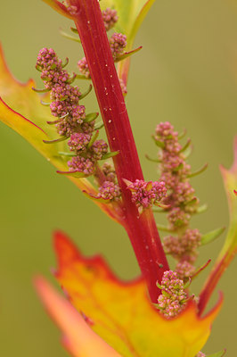 BUITEN BEELD Foto: 47314