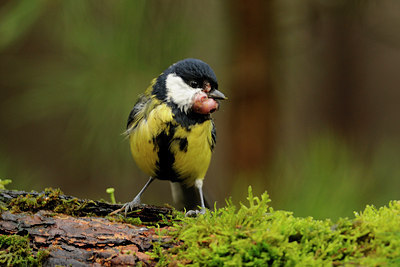 BUITEN BEELD Foto: 47337