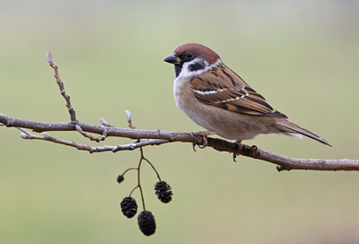 BUITEN BEELD Foto: 47344
