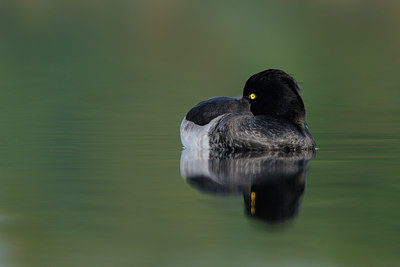 BUITEN BEELD Foto: 47363