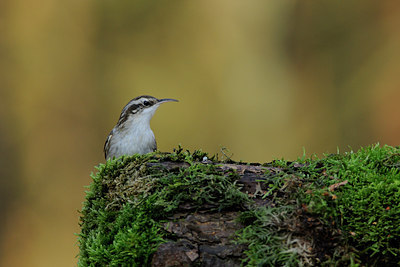 BUITEN BEELD Foto: 47368