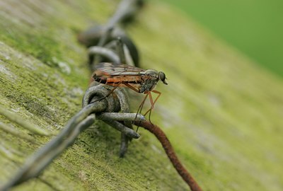 BUITEN BEELD Foto: 47375
