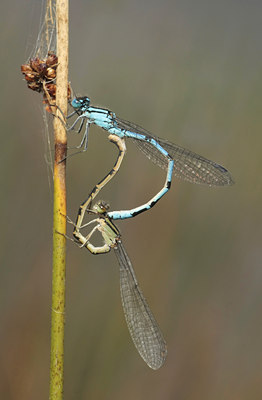 BUITEN BEELD Foto: 47378