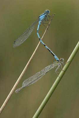 BUITEN BEELD Foto: 47380