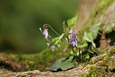 BUITEN BEELD Foto: 47384