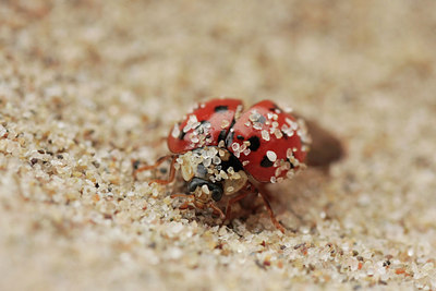 BUITEN BEELD Foto: 47390