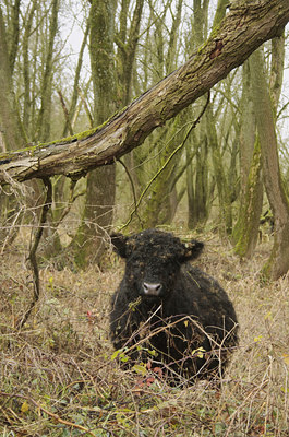 BUITEN BEELD Foto: 47416