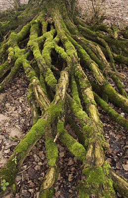 BUITEN BEELD Foto: 47428