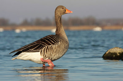 BUITEN BEELD Foto: 47442