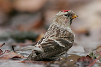 BUITEN BEELD Foto: 47504