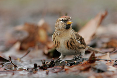 BUITEN BEELD Foto: 47505