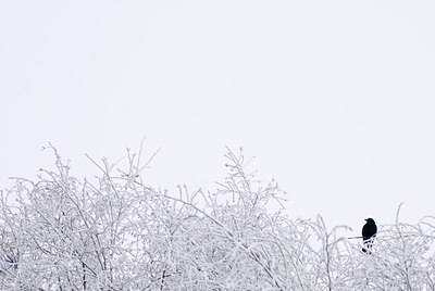 BUITEN BEELD Foto: 47540