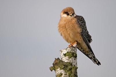 BUITEN BEELD Foto: 47546