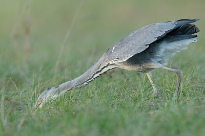 BUITEN BEELD Foto: 47581