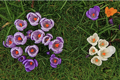 BUITEN BEELD Foto: 47588