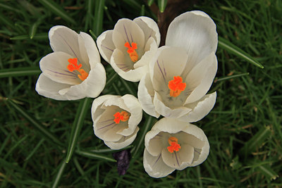 BUITEN BEELD Foto: 47589