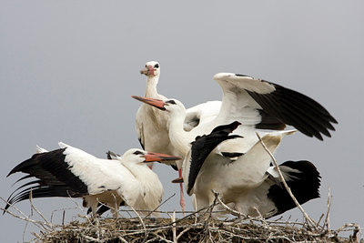 BUITEN BEELD Foto: 47628