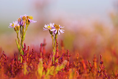 BUITEN BEELD Foto: 47666