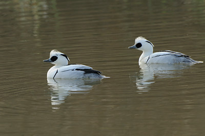 BUITEN BEELD Foto: 47670