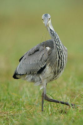 BUITEN BEELD Foto: 47672