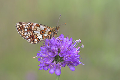 BUITEN BEELD Foto: 47676