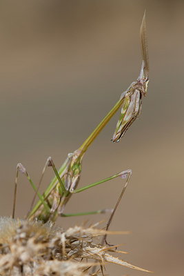 BUITEN BEELD Foto: 47686