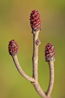 BUITEN BEELD Foto: 47691